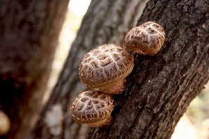 Title: Delicious and safe to use right away! Dried shiitake mushrooms from Oita prefecture which meet your needs.